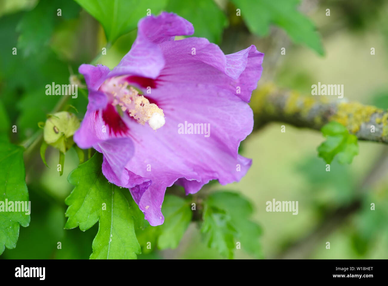 The close-up purple hibiscus flower Stock Photo