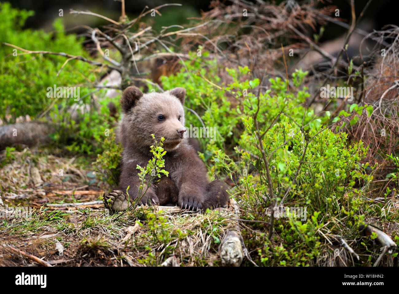 Cute little brown bear cub on the edge of the forest Stock Photo - Alamy
