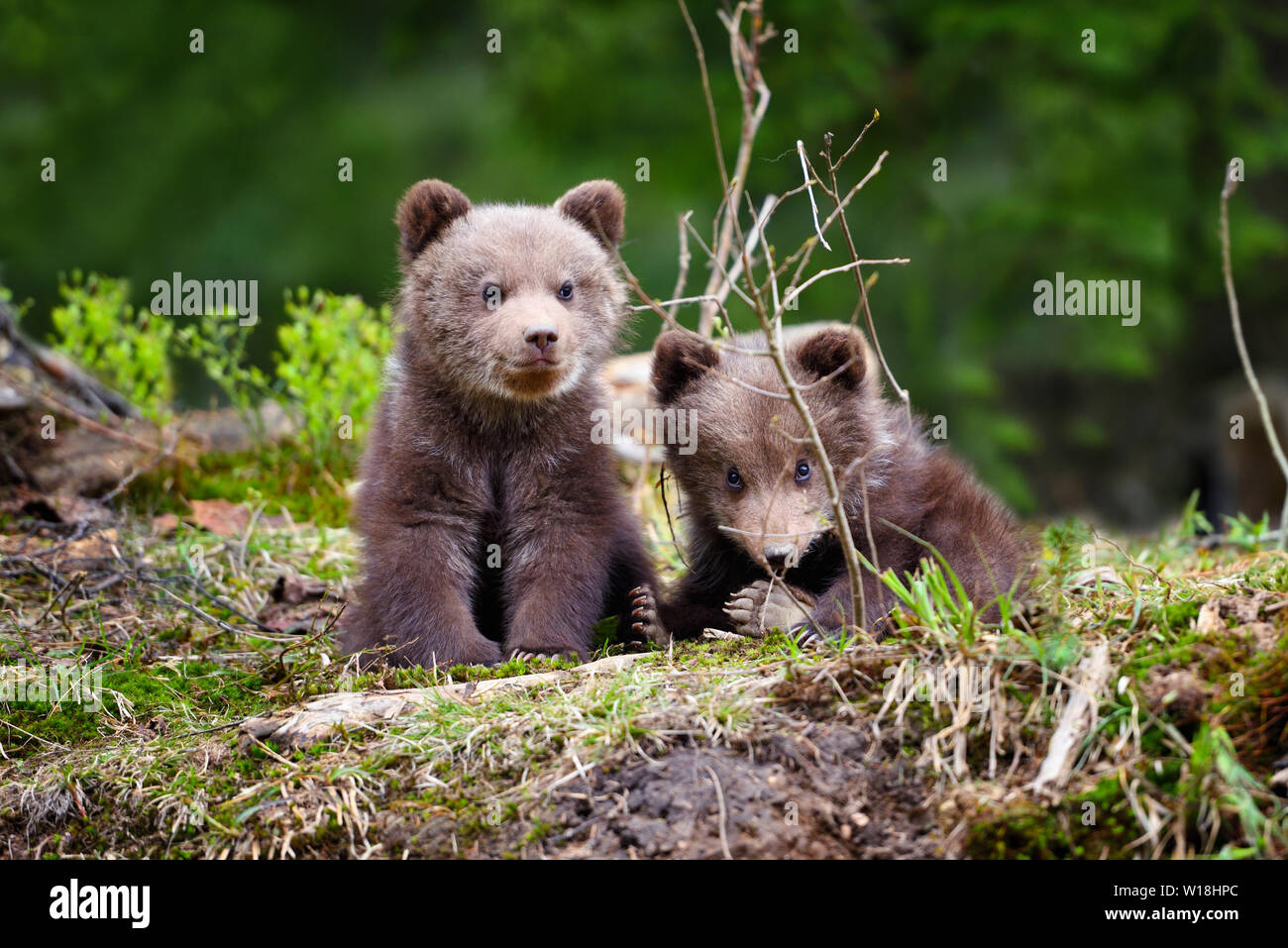 Two little brown bear cub in summer forest Stock Photo - Alamy