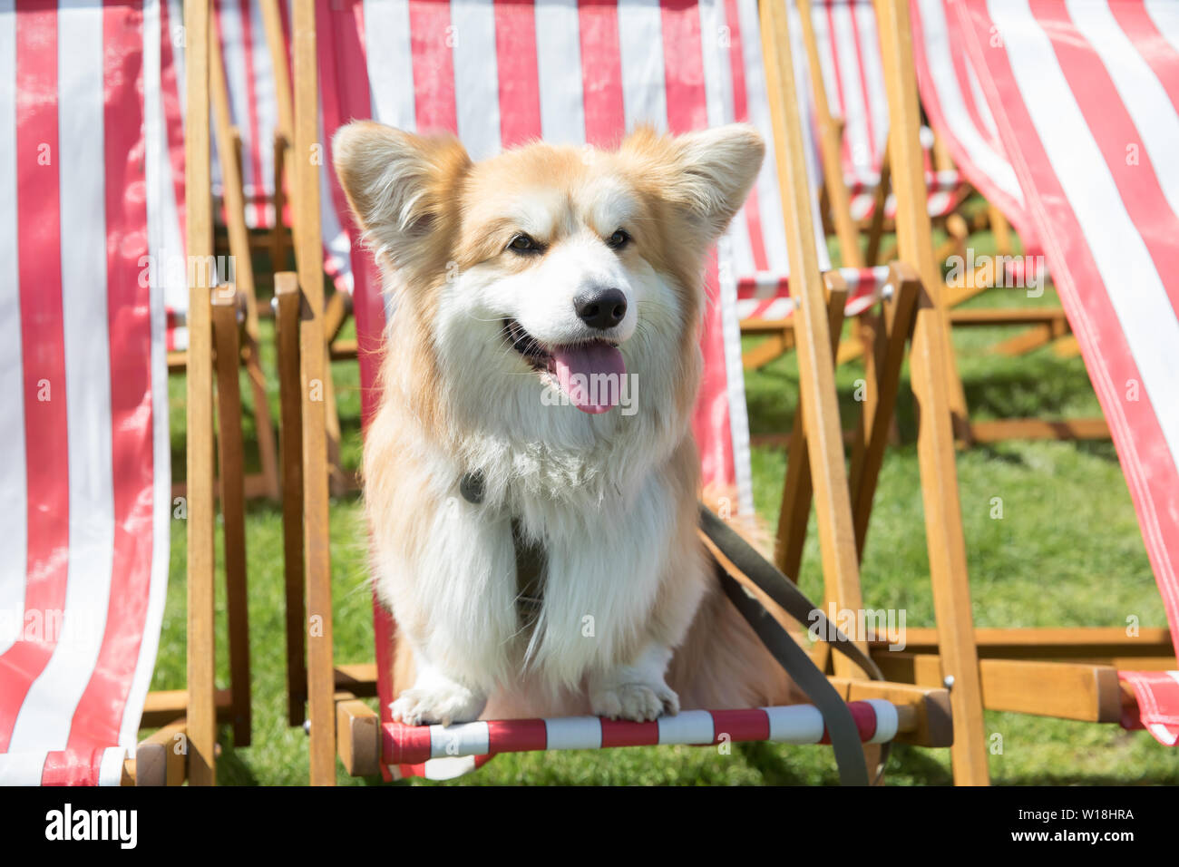 East Molesey, UK. 1st July, 2019. Marcel 'Le Corgi' who is a famous Pembroke red and white Pembroke Welsh Corgi attends RHS Hampton Court Palace Garden Festival Press Day which takes place before it officially opens tomorrow until Sunday 7th July. The world renowned flower show is a glamourous, fun and an educational day out which is attended by many celebrities. There are many gardens, floral displays, Marquees all set in the glorious grounds of Hampton Court Palace. Credit: Keith Larby/Alamy Live News Stock Photo