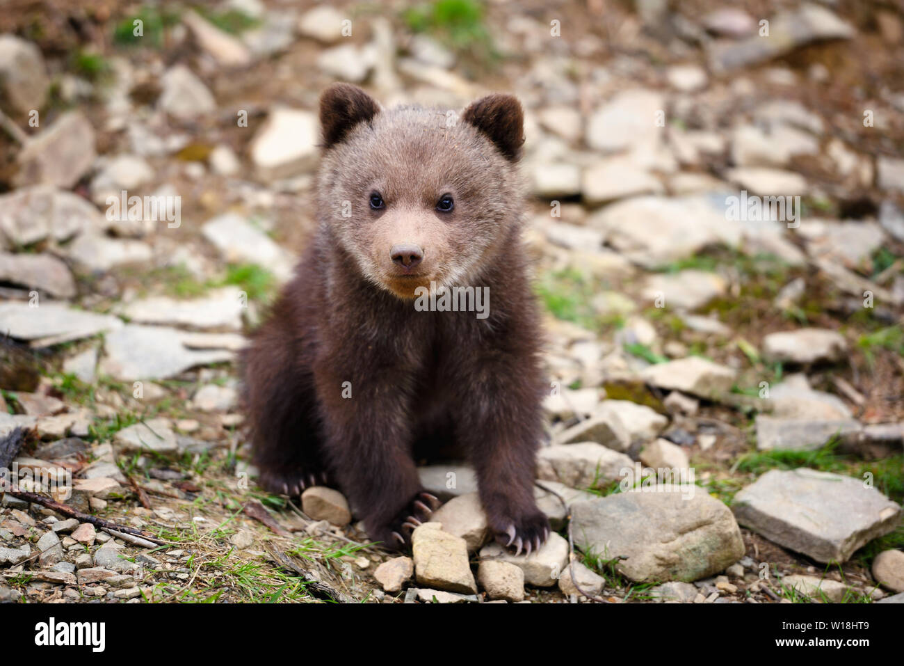 cute baby brown bear cubs
