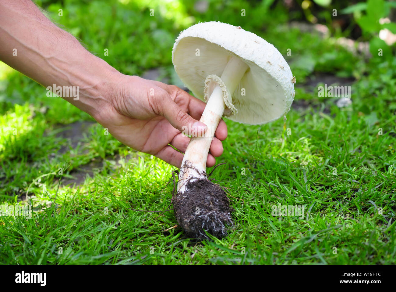 Fresh field mushroom (Destroying Angel) in hand Stock Photo