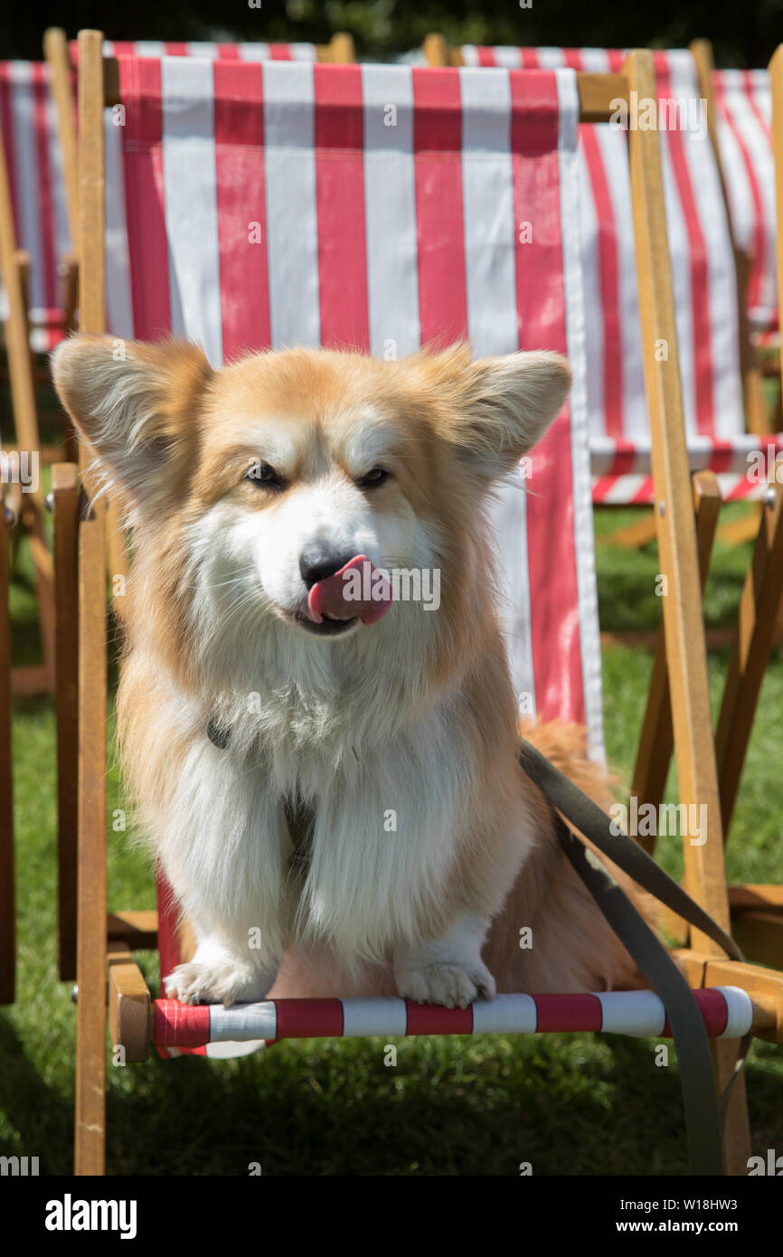 East Molesey, UK. 1st July, 2019. Marcel 'Le Corgi' who is a famous Pembroke red and white Pembroke Welsh Corgi attends RHS Hampton Court Palace Garden Festival Press Day which takes place before it officially opens tomorrow until Sunday 7th July. The world renowned flower show is a glamourous, fun and an educational day out which is attended by many celebrities. There are many gardens, floral displays, Marquees all set in the glorious grounds of Hampton Court Palace. Credit: Keith Larby/Alamy Live News Stock Photo