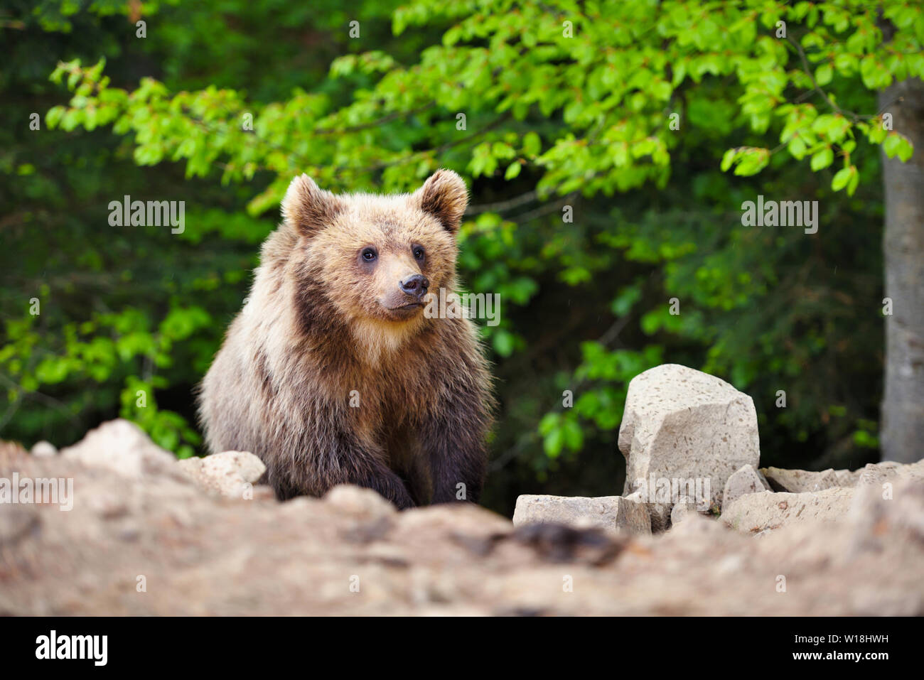Cute little brown bear cub on the edge of the forest Stock Photo - Alamy