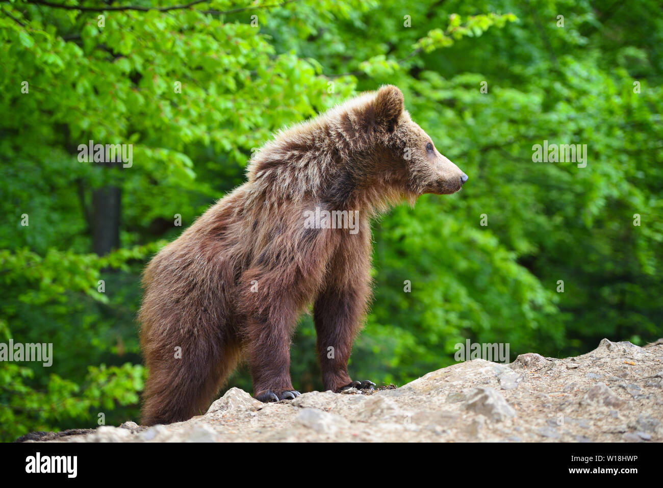 Cute little brown bear cub on the edge of the forest Stock Photo - Alamy