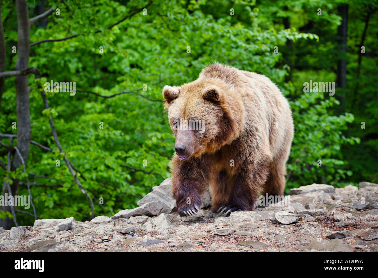 European brown bear in a forest landscape at summer. Big brown bear in ...