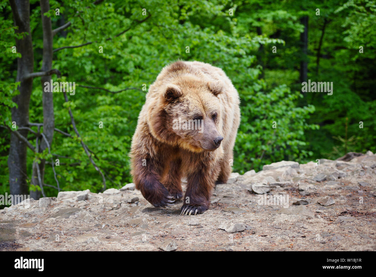 Young brown bear in the summer forest Stock Photo - Alamy