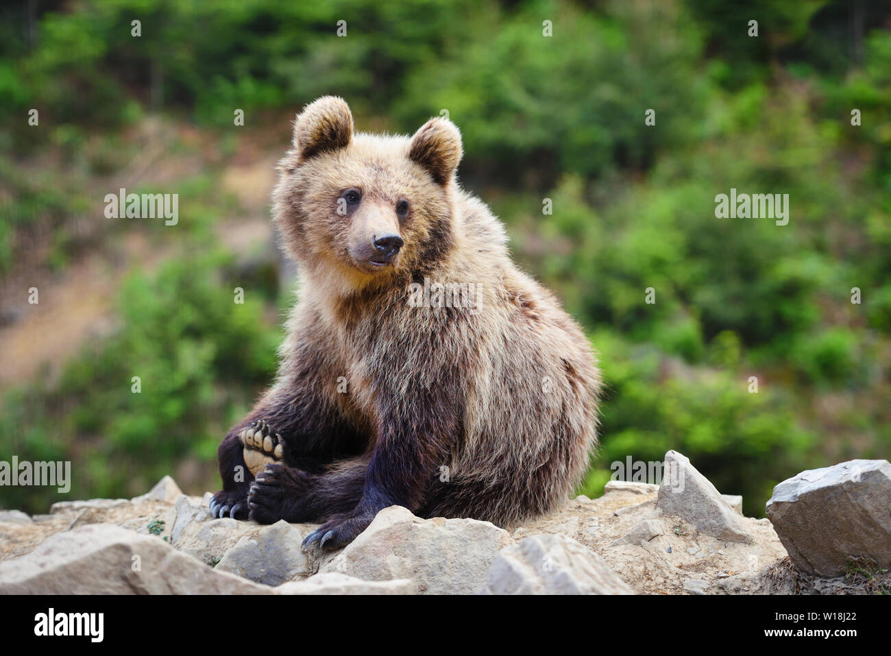 Cute little brown bear cub on the edge of the forest Stock Photo - Alamy
