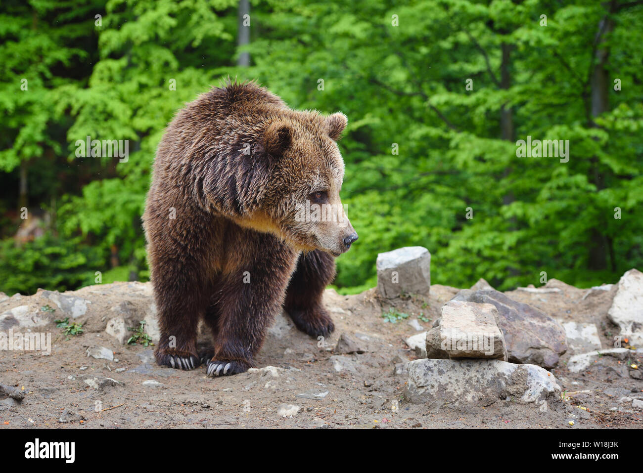 Young brown bear in the summer forest Stock Photo - Alamy