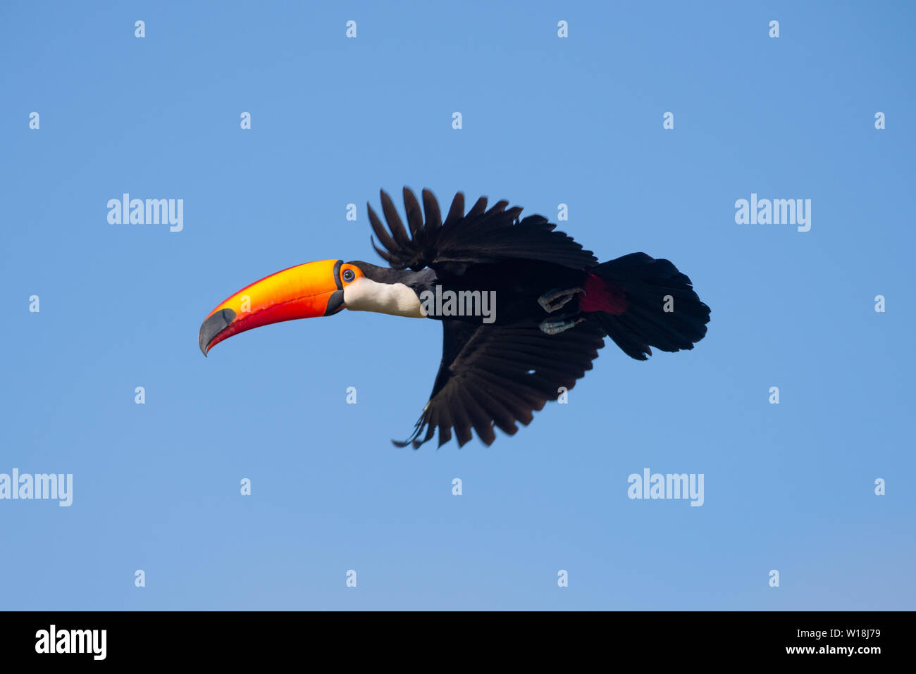 A Toco Toucan (Ramphastos toco) in flight Stock Photo