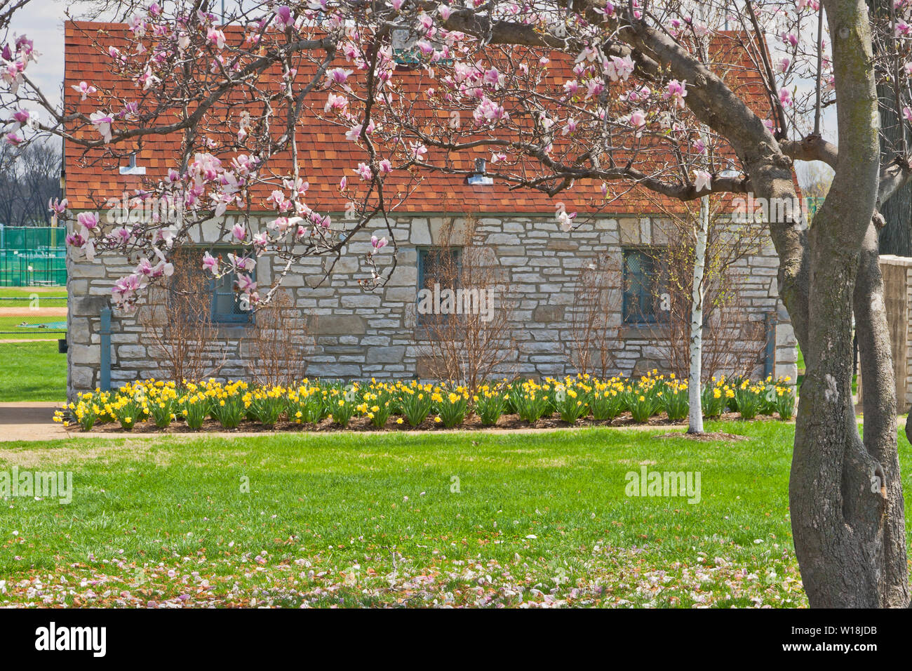 The pink blossoms of a saucer magnolia tree and a row of yellow daffodils frame a rustic-style stone building at St. Louis Forest Park on a spring day Stock Photo