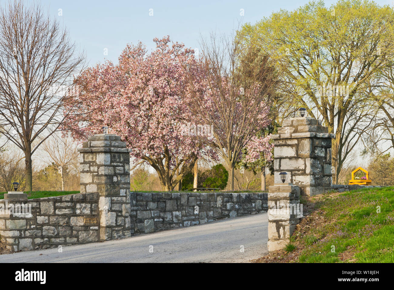A saucer magnolia tree in bloom with its pink blossoms beyond the gate at the entrance to St. Louis County's Bella Fontaine Park on a spring morning. Stock Photo