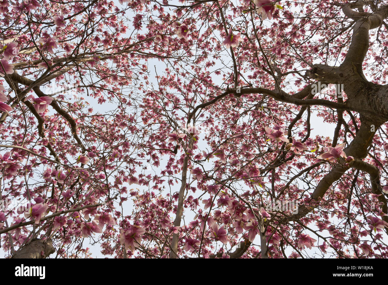 Looking up through the pink blossoms of a saucer magnolia tree's canopy at St. Louis County's Bella Fontaine Park on a spring morning. Stock Photo