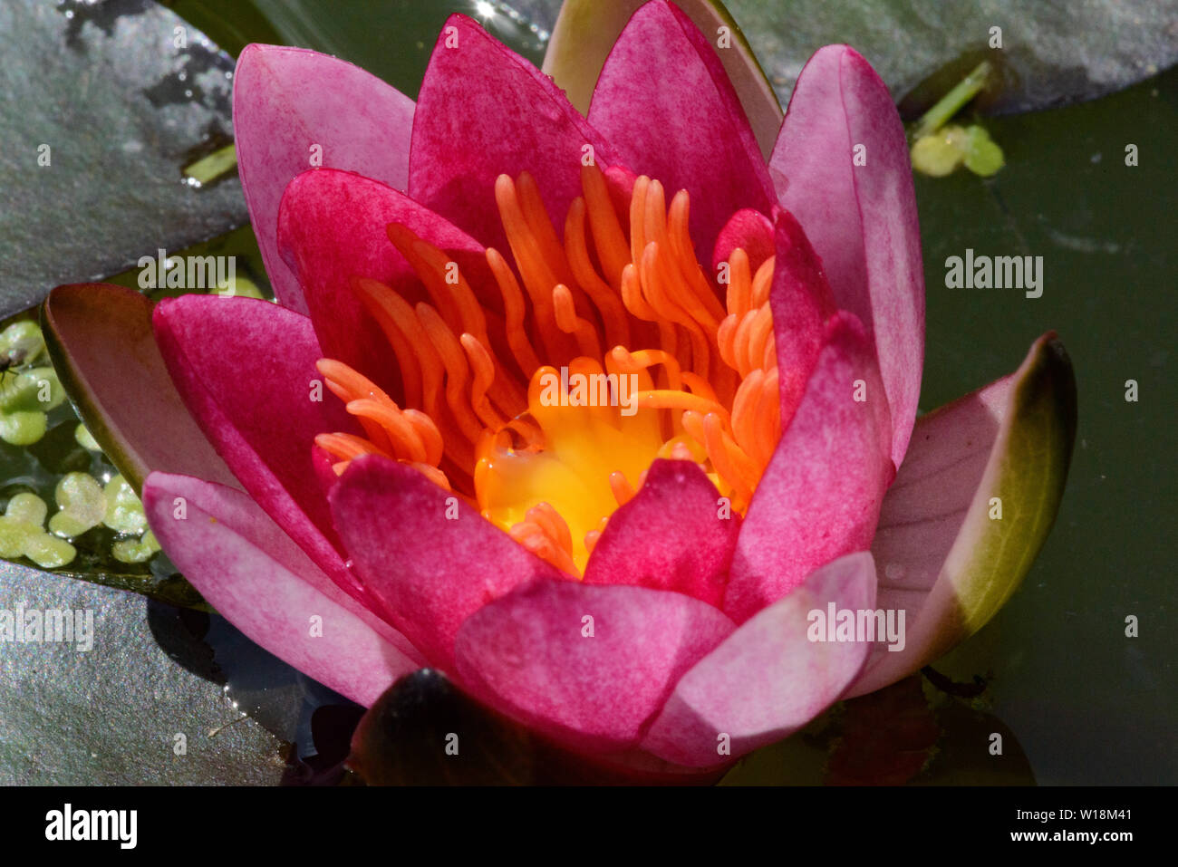 Dwarf Water Lily (Nymphaea Pygmaea Rubra), flower Stock Photo