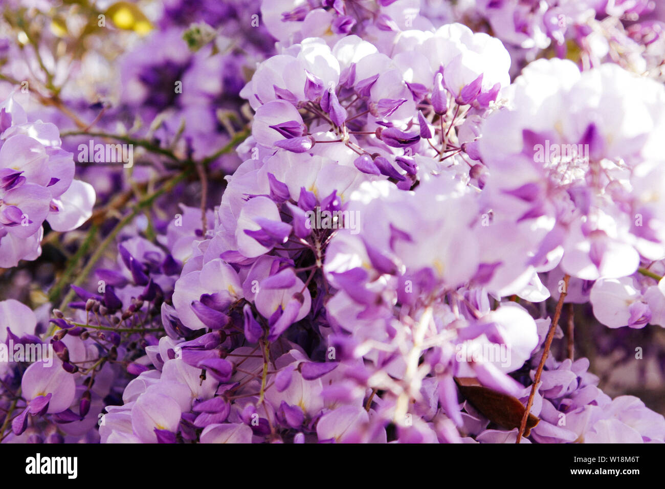 Blossoming wistaria branch in an orchard. Artistic nature wallpaper blurry background with purple flowers wisteria or glycine in springtime. Stock Photo