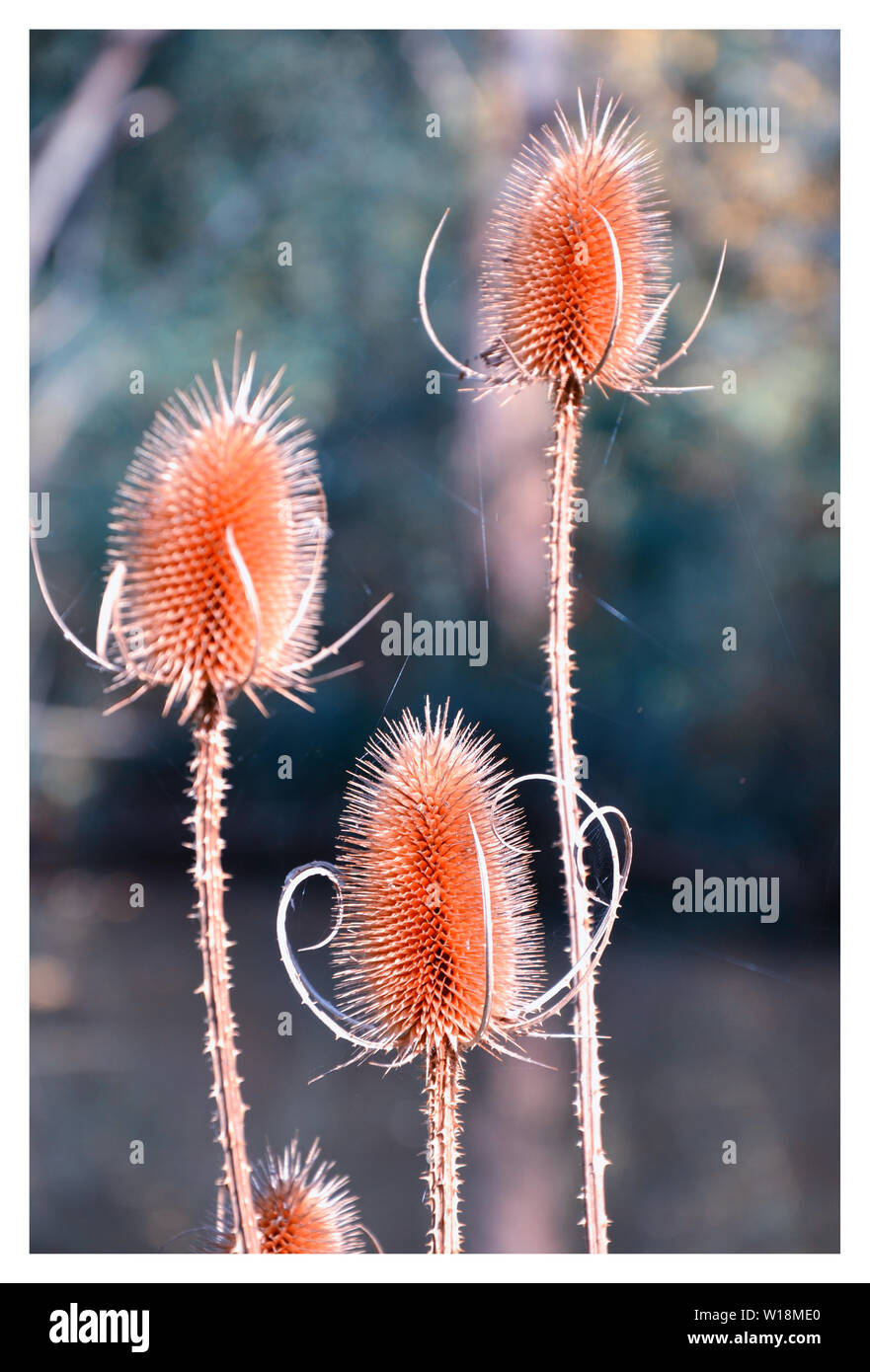 Abstract plant photo hi-res stock photography and images - Alamy