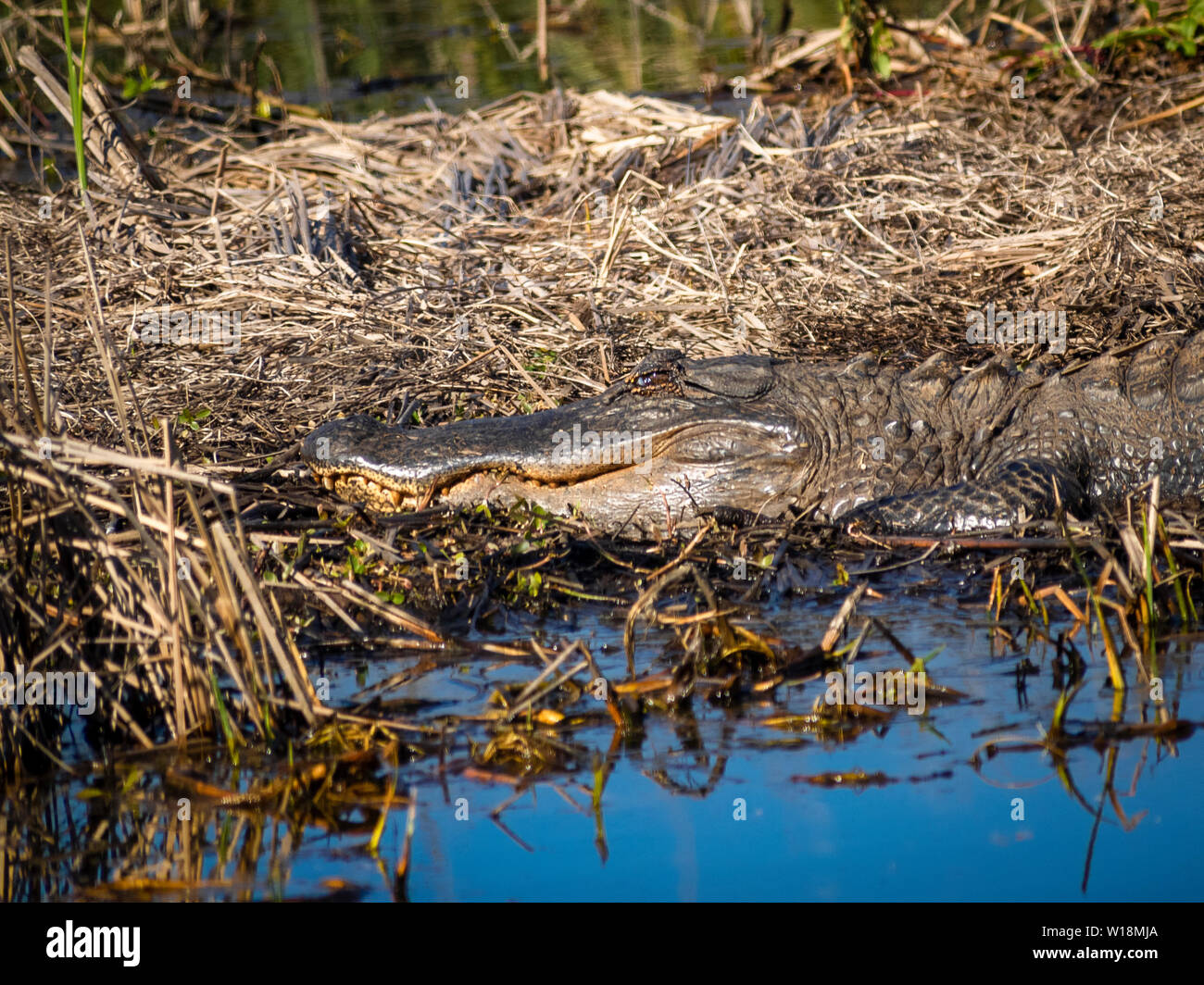 Alligator in water Stock Photo - Alamy