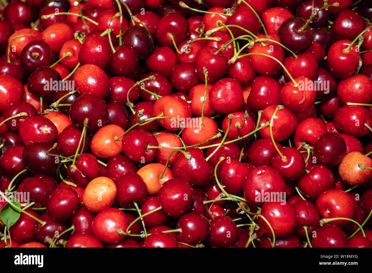 Fresh cherries in a farmer agricultural open air market, seasonal healthy food. Concept of biological, bio products, bio ecology Stock Photo