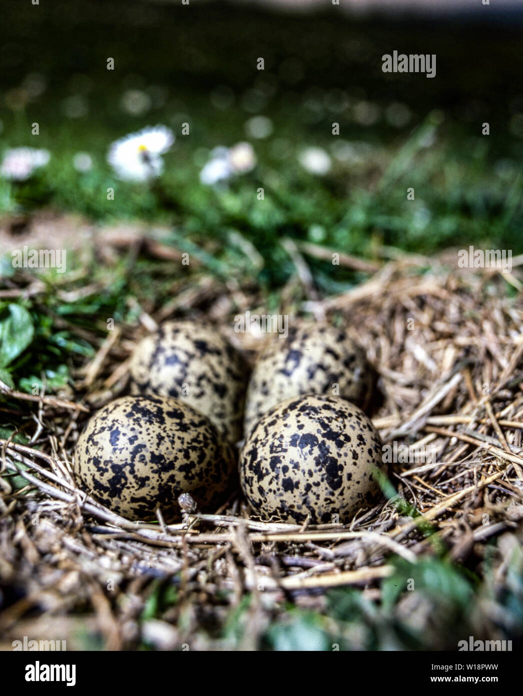 The eggs and nest of the Lapwing (Vanellus vanellus).The normal clutch