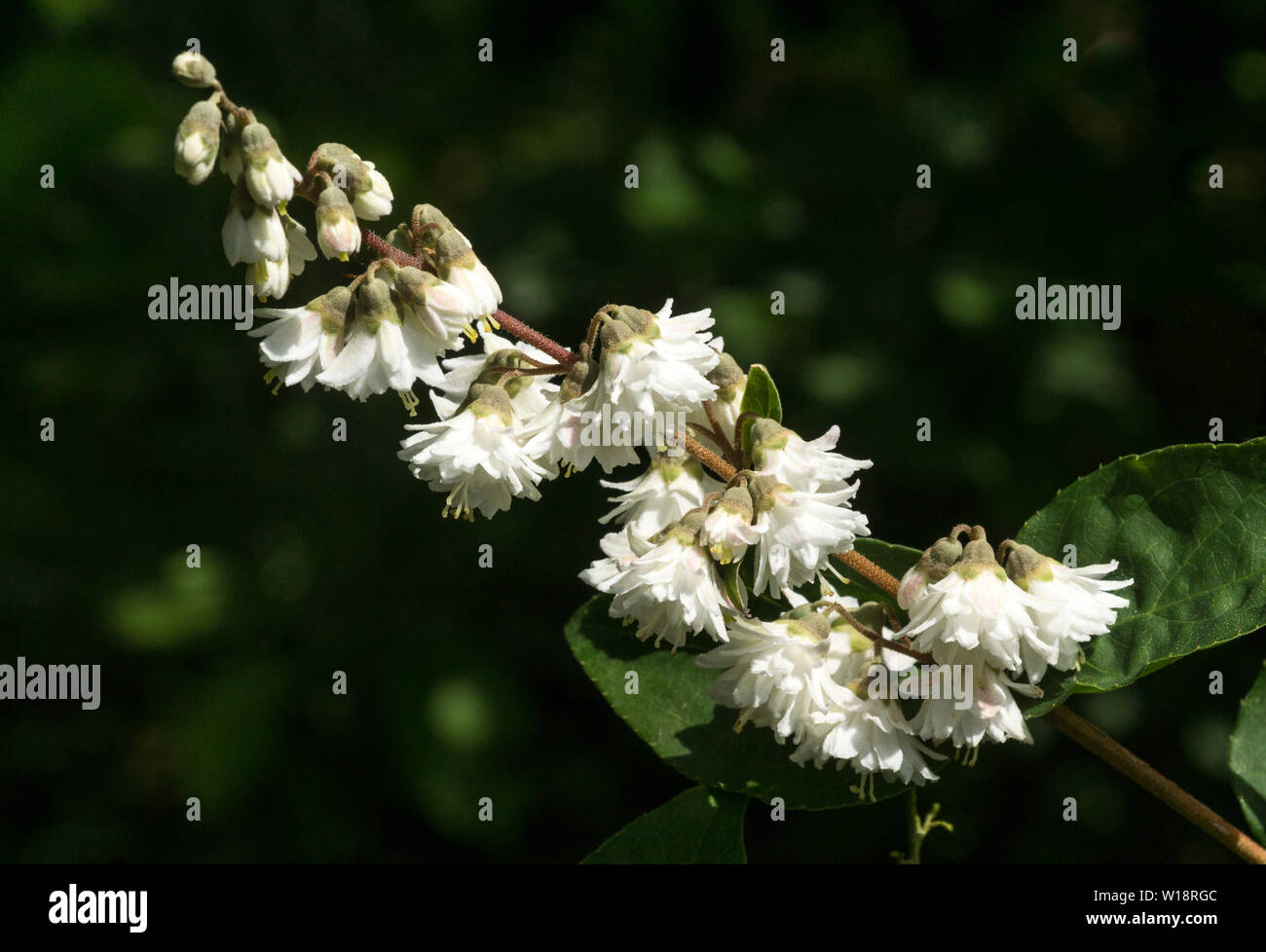 Deutzia (Deutzia scabra.var Candidissima),A single flowering stem of double white flowers. Stock Photo
