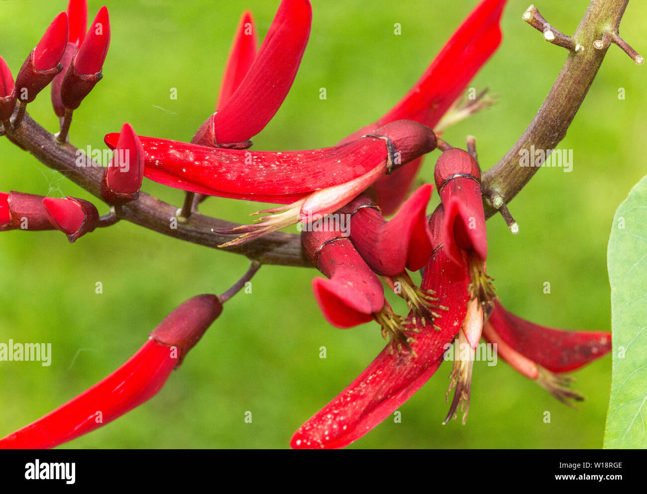 Coral Bean (Erythrina herbacea) originates from the USA and Mexico.The plant is used medicinally but the seeds are poisonous. Stock Photo
