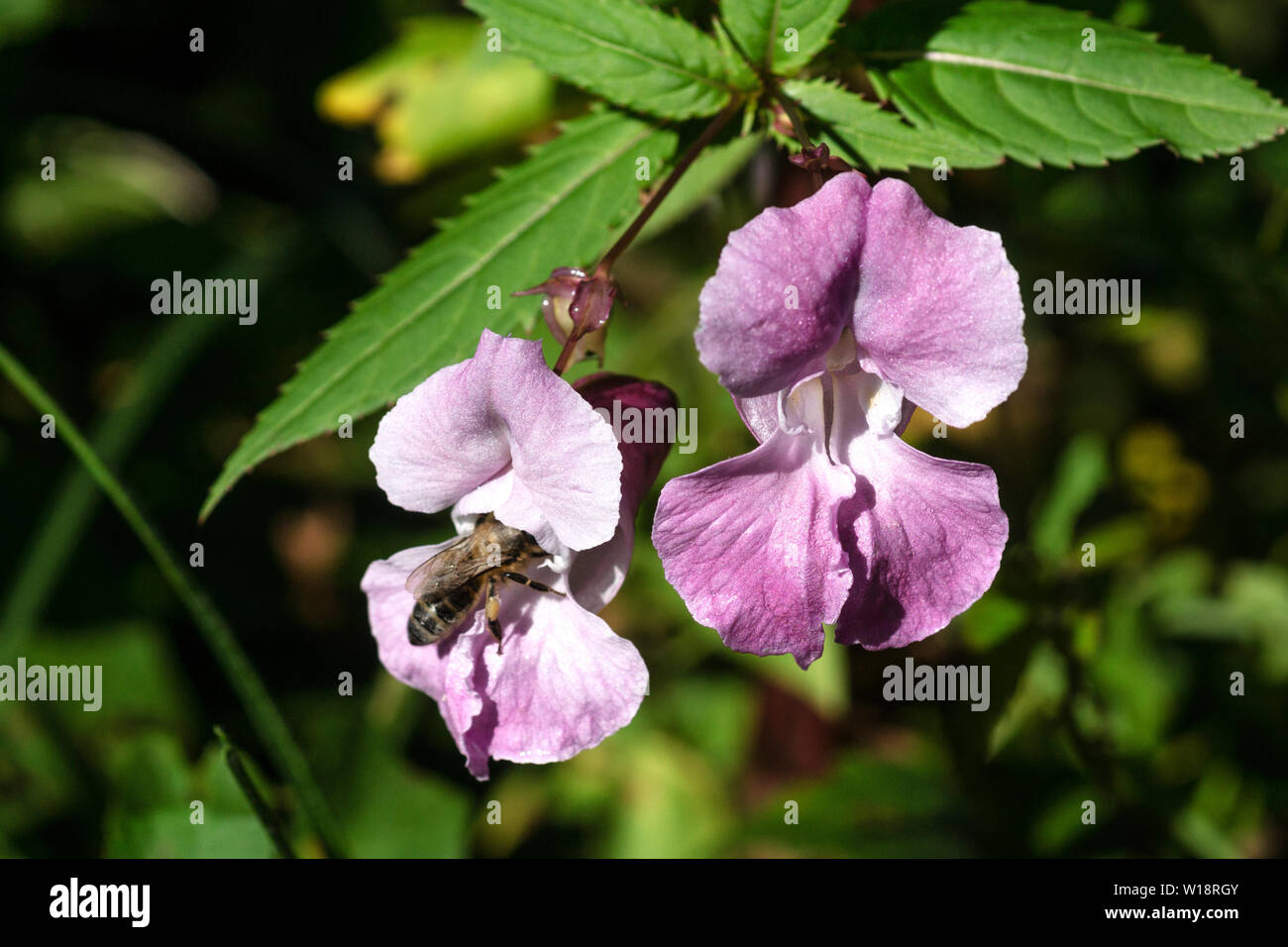 Flowers of the Himalayan Balsam (Impatiens glandulifera). Stock Photo