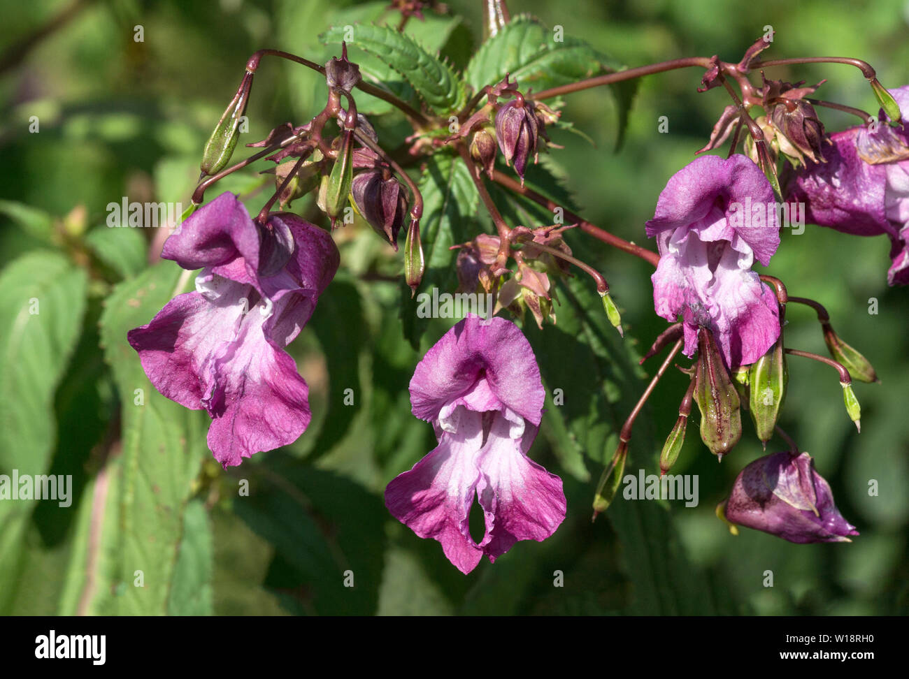 Flowers of the Himalayan Balsam (Impatiens glandulifera). Stock Photo