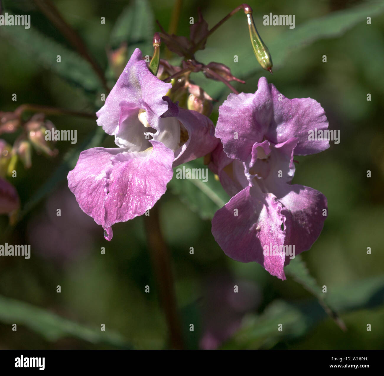 Flowers of the Himalayan Balsam (Impatiens glandulifera). Stock Photo