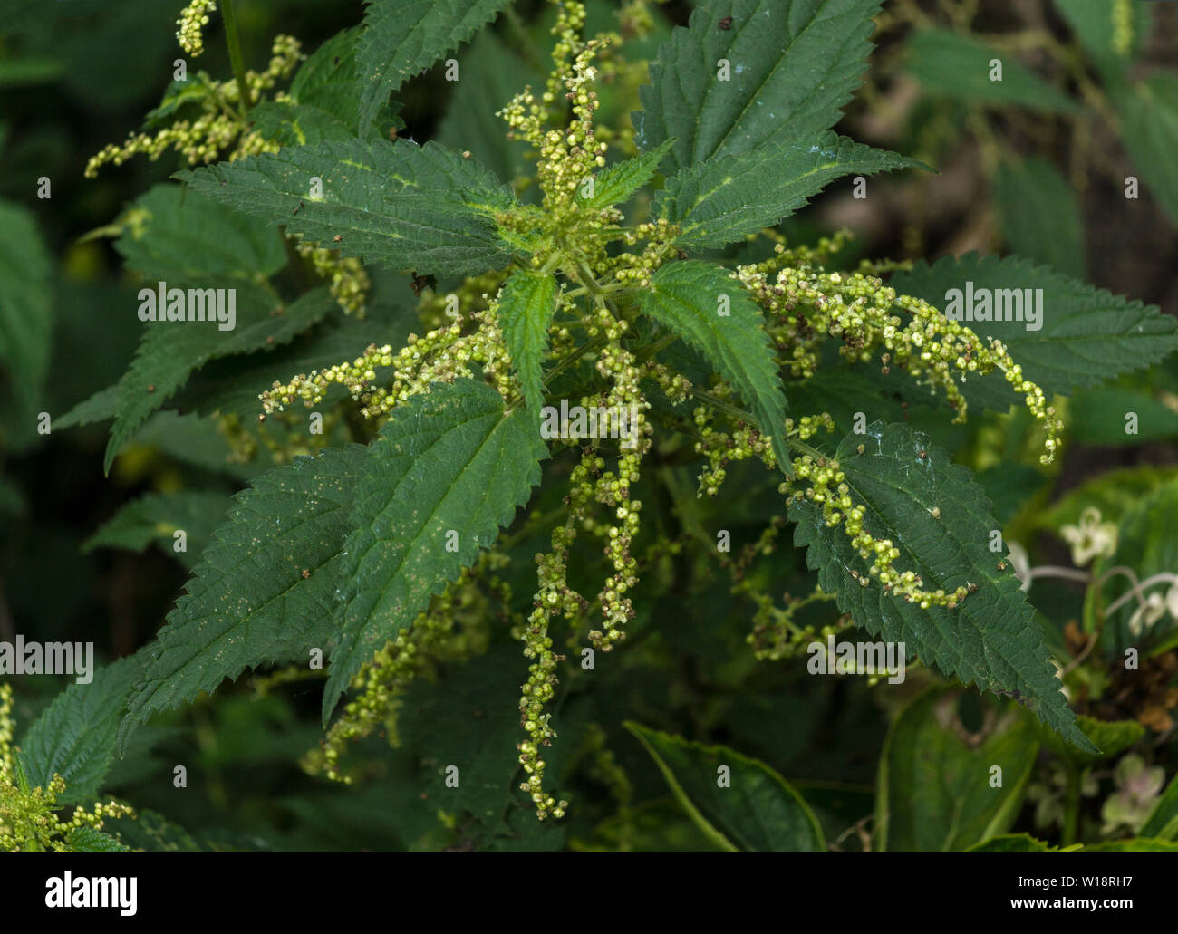 The Stinging Nettle (Urtica dioica) belongs to the Nettle Family