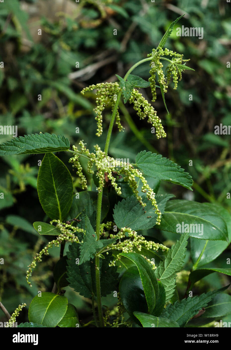 The Stinging Nettle (Urtica dioica) belongs to the Nettle Family