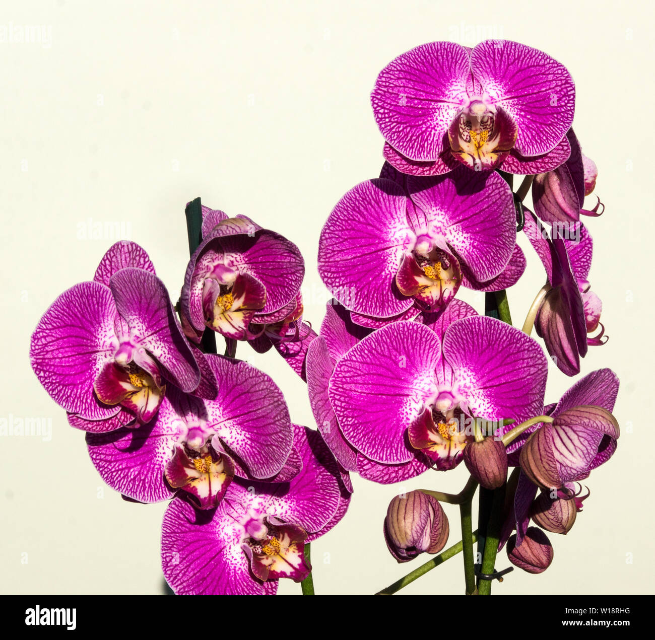 Flowers of a Phalaenopis orchid. Stock Photo