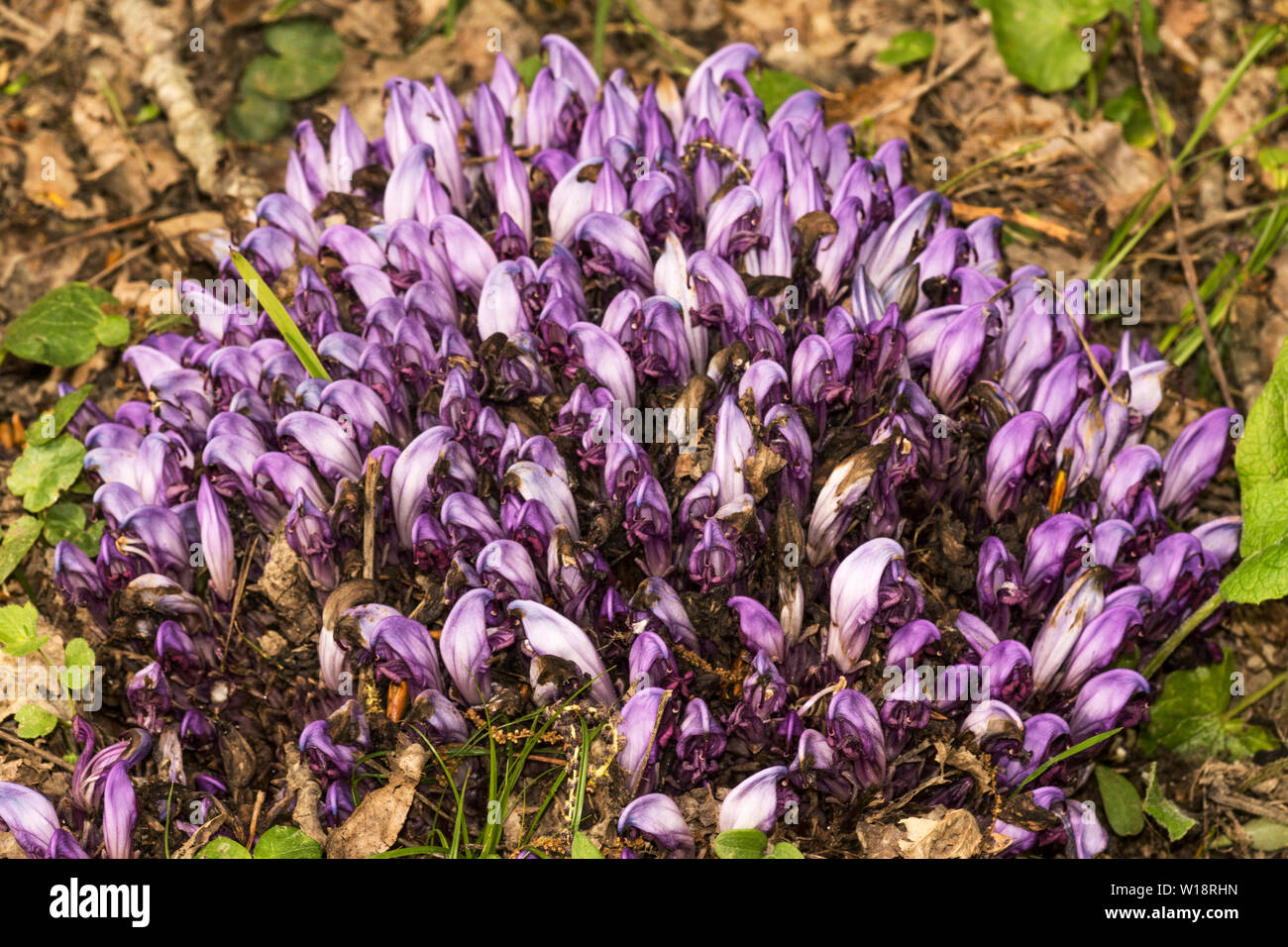 Purple Toothwort (Lathtrea clandestina) is a parasitic plant of the Broomrape Family.Photo in South-west France. Stock Photo