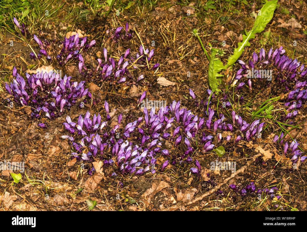 Purple Toothwort (Lathtrea clandestina) is a parasitic plant of the Broomrape Family.Photo in South-west France. Stock Photo