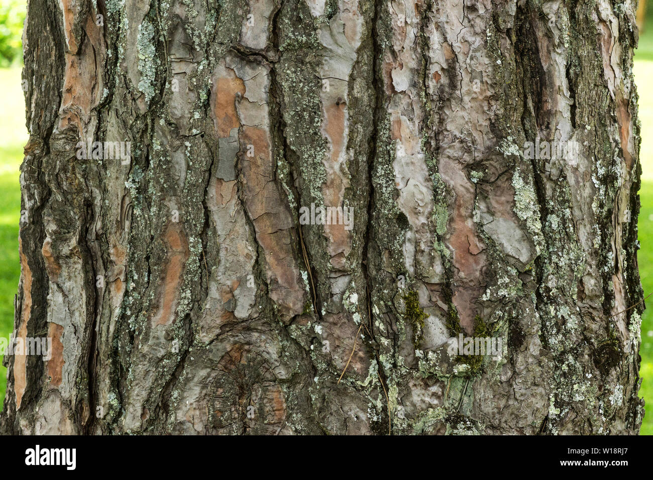The bark of the Stone Pine (Pinus pinea) is of a light brown colour.Its relativity flat with deep cracks. Stock Photo
