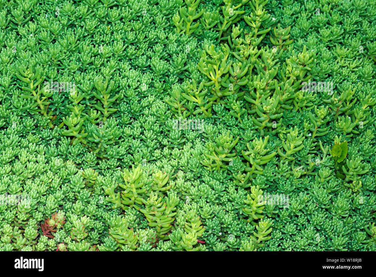 A succulent Sedum (Sedum lydium var.'Glaucum') that can cover reasonably large areas of stone or rock. Stock Photo