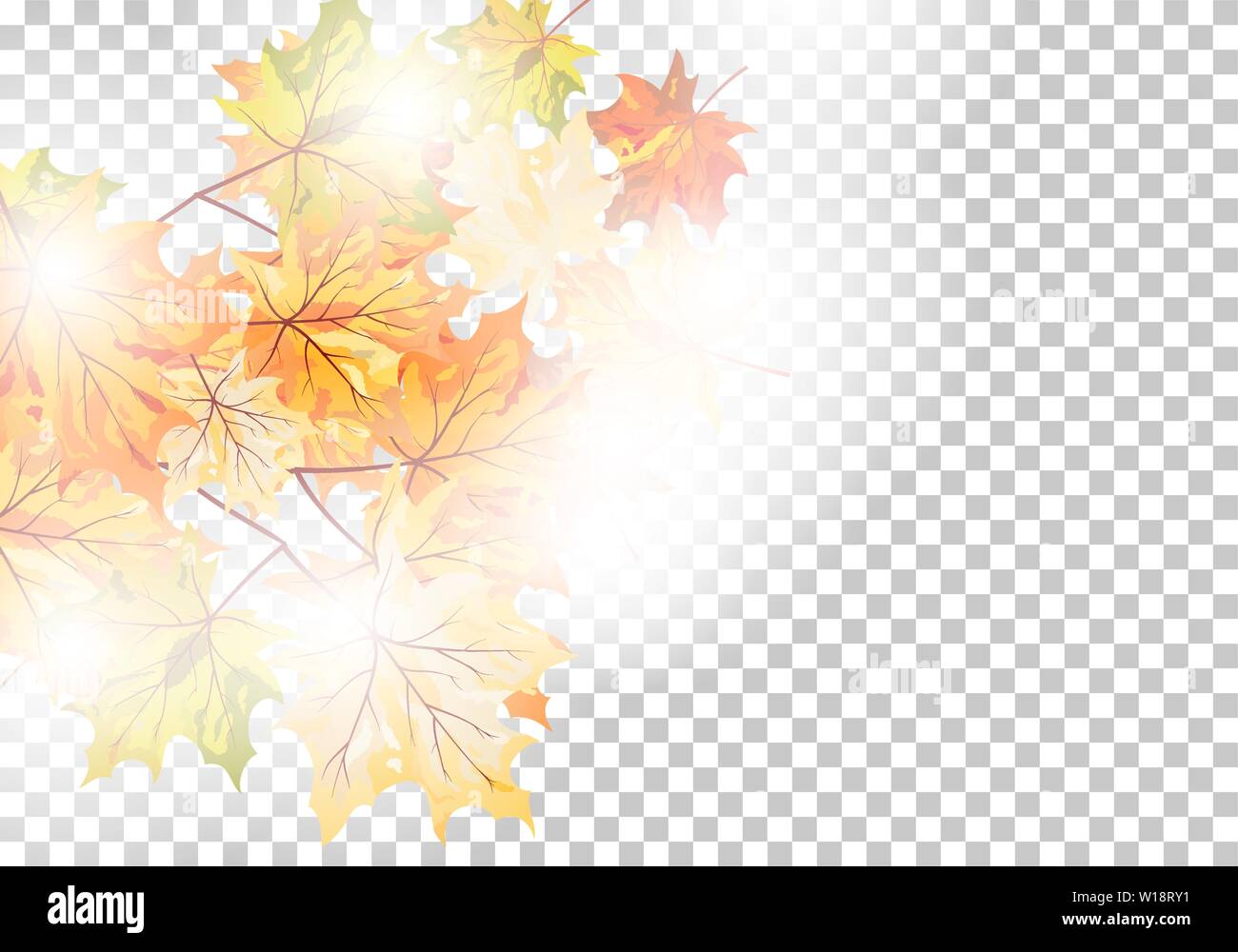 Autumn maple leaves background. Vector illustration with transparency ...