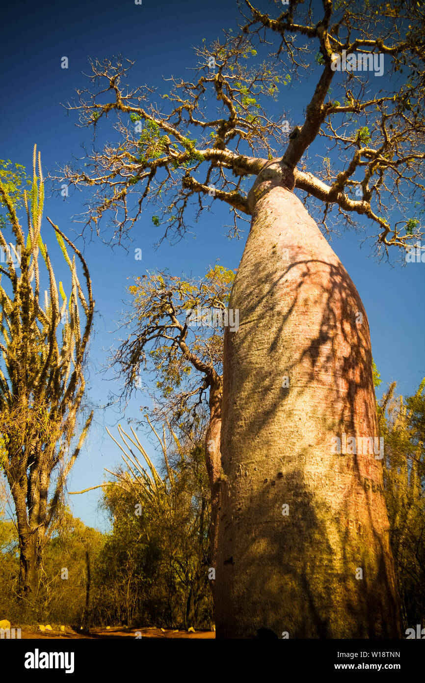 Landscape with Adansonia rubrostipa aka fony baobab tree, Reniala reserve park, Toliara, Madagascar Stock Photo