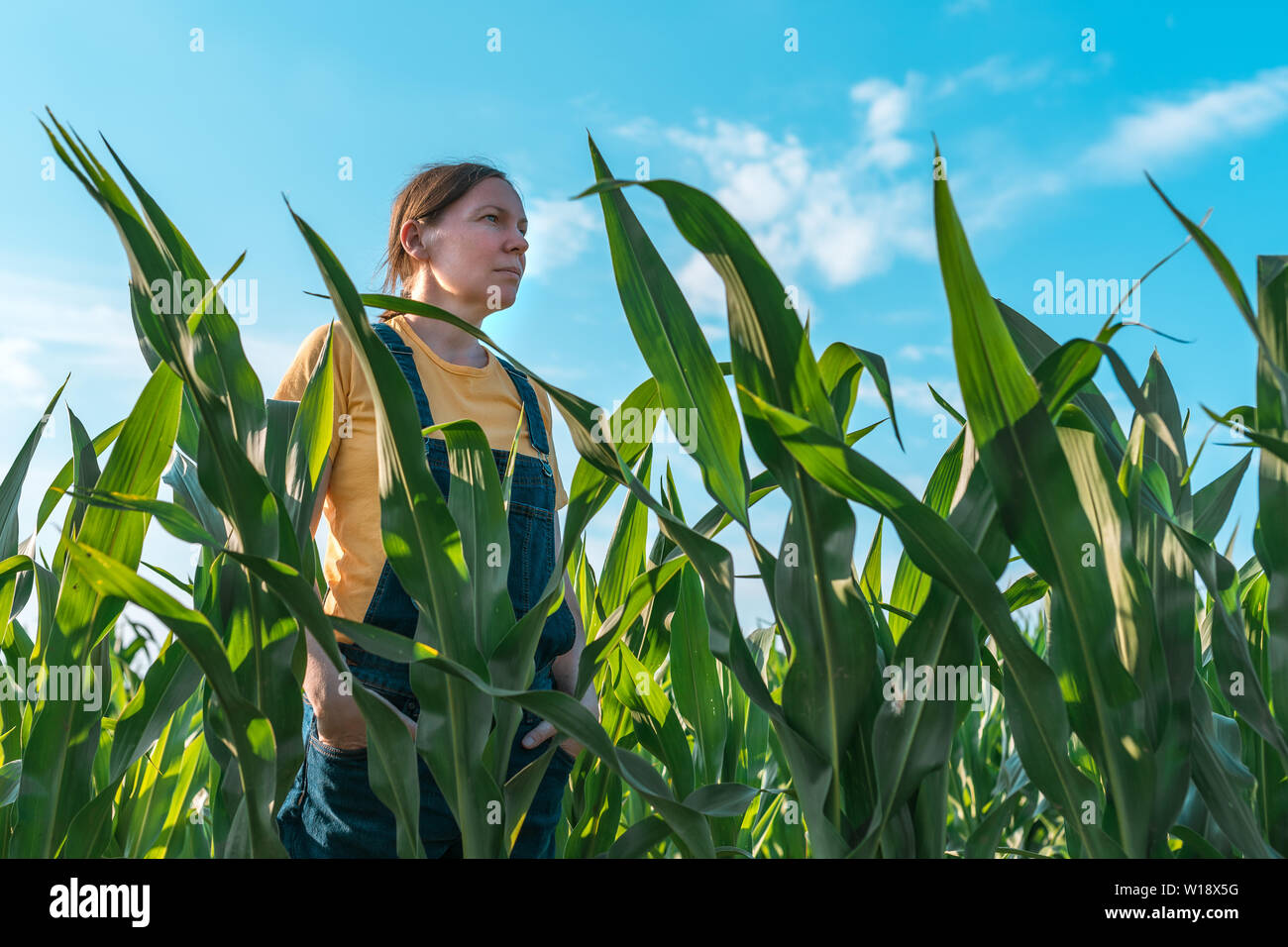 Corn farmer in field, portrait of agronomist woman looking at crops in ...