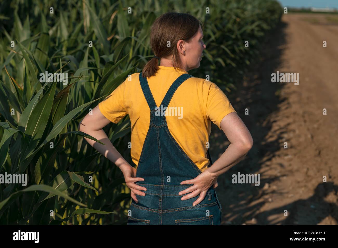 Corn farmer in field, portrait of agronomist woman looking at crops in ...