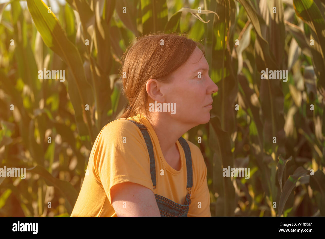 Corn farmer in field, portrait of agronomist woman looking at crops in ...