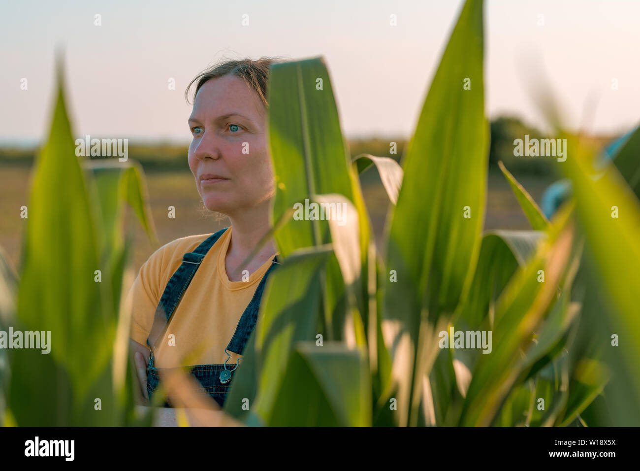 Corn farmer in field, portrait of agronomist woman looking at crops in ...