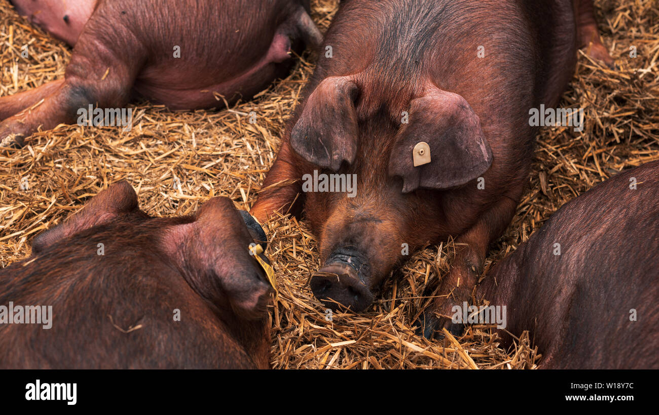 Danish duroc pigs in pen on livestock farm laying down and sleeping. This breed is well known for its excellent meat quality. Stock Photo