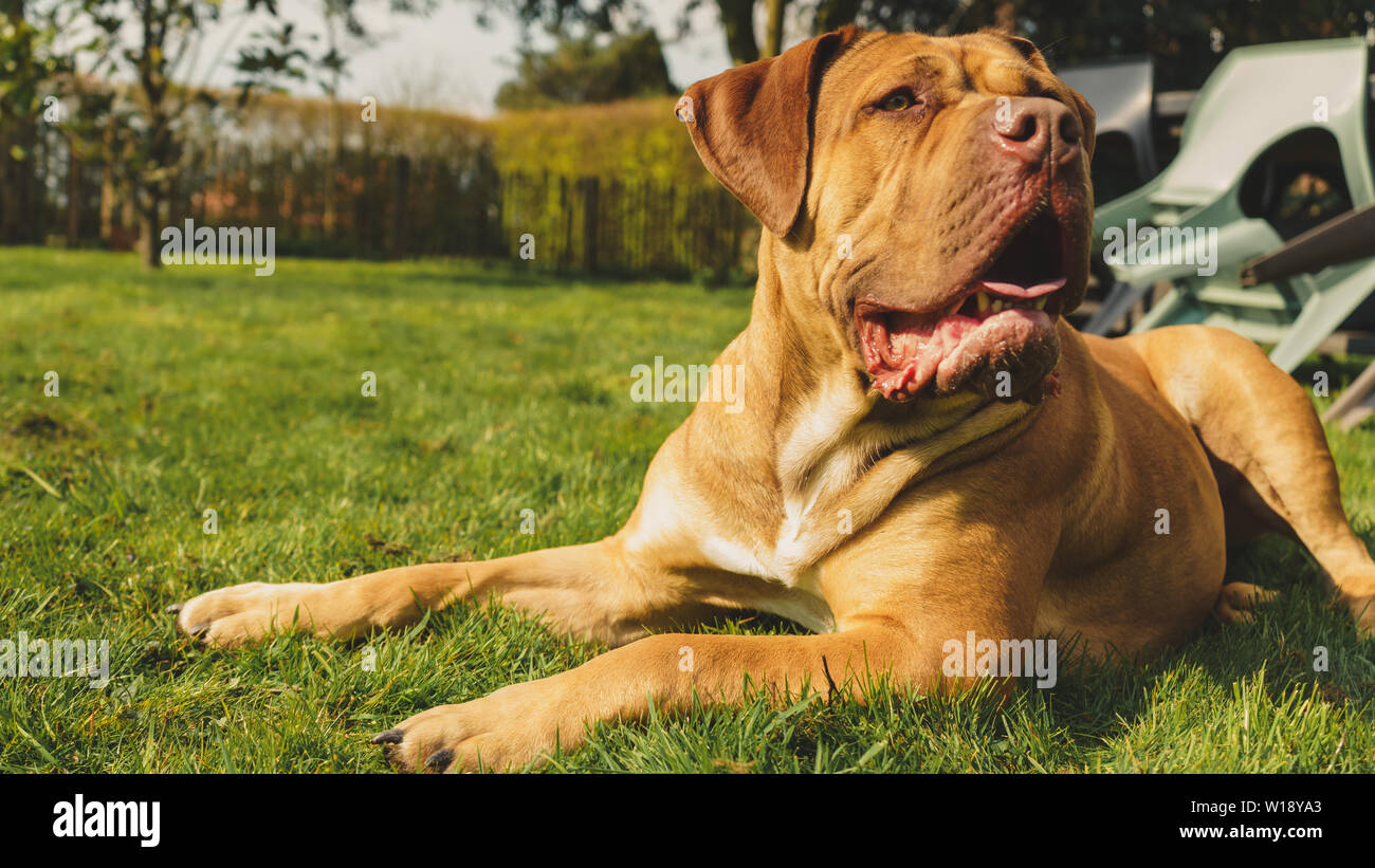Boerboel dog breed resting - portrait outdoors Stock Photo