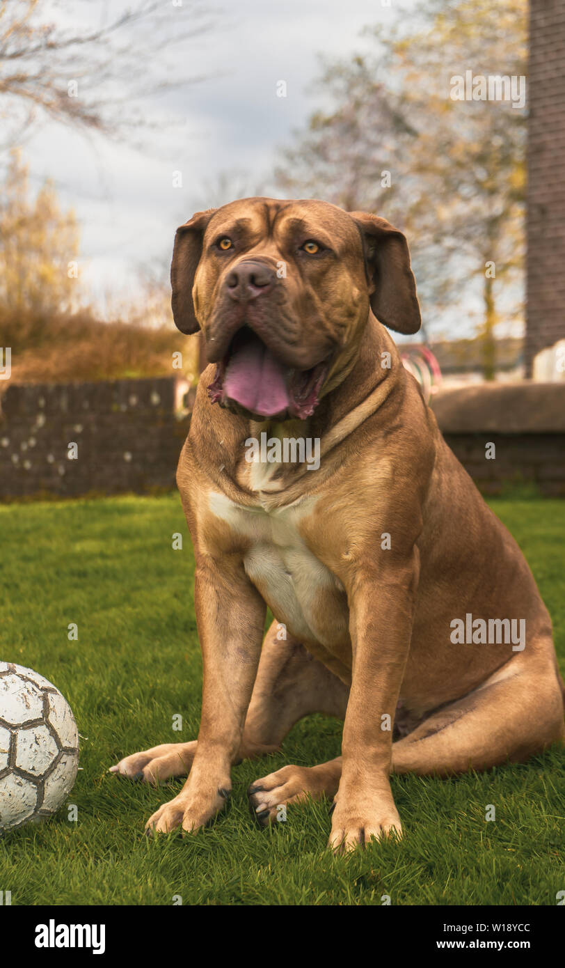 Boerboel dog sitting in grass - portrait with ball Stock Photo