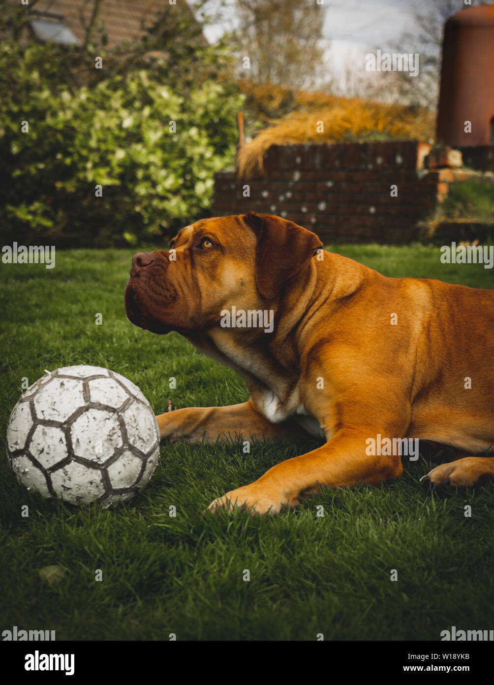 Boerboel dog playing in grass - side portrait with ball Stock Photo