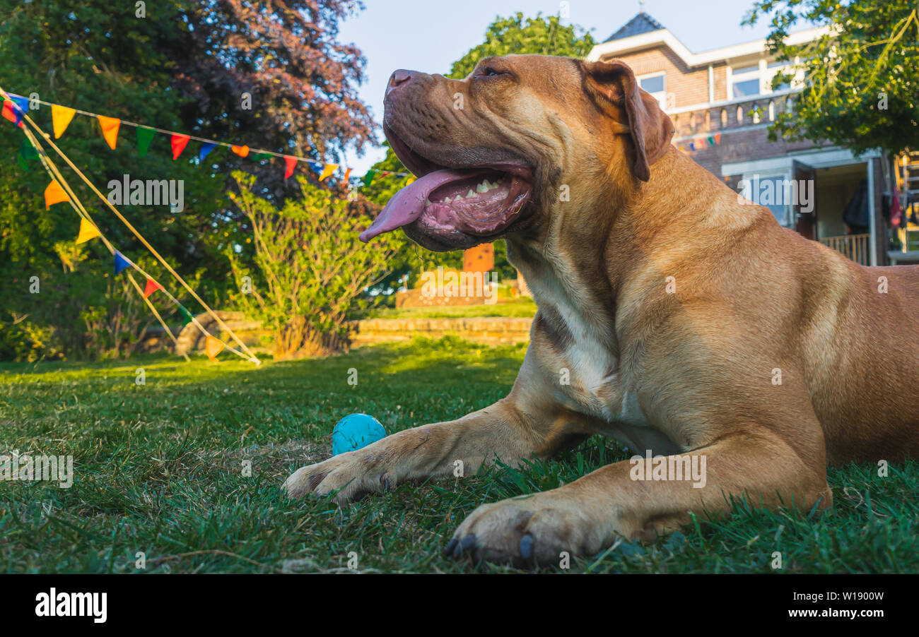 Boerboel dog breed portrait resting - outdoors Stock Photo