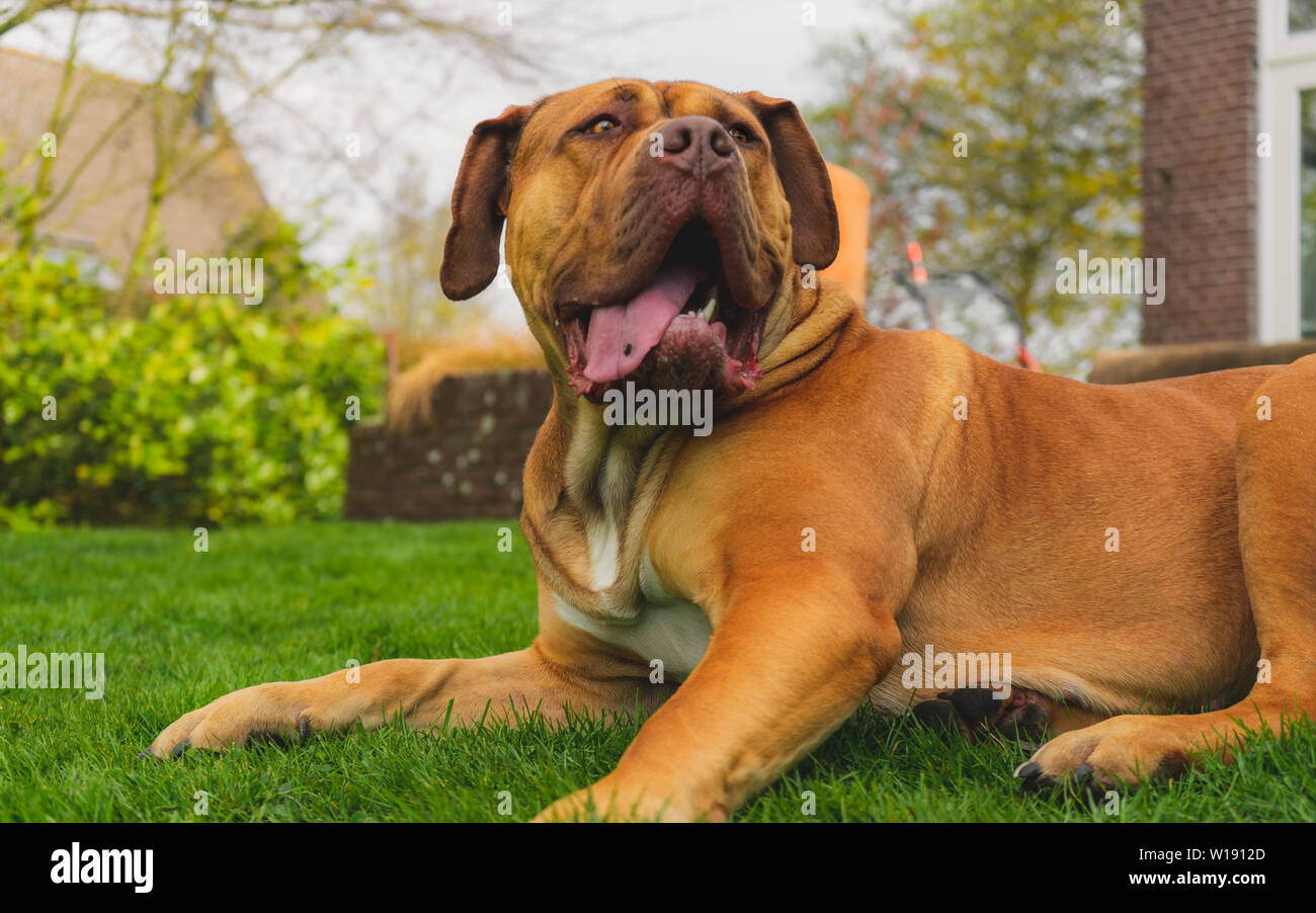 Boerboel dog resting - portrait outdoors Stock Photo
