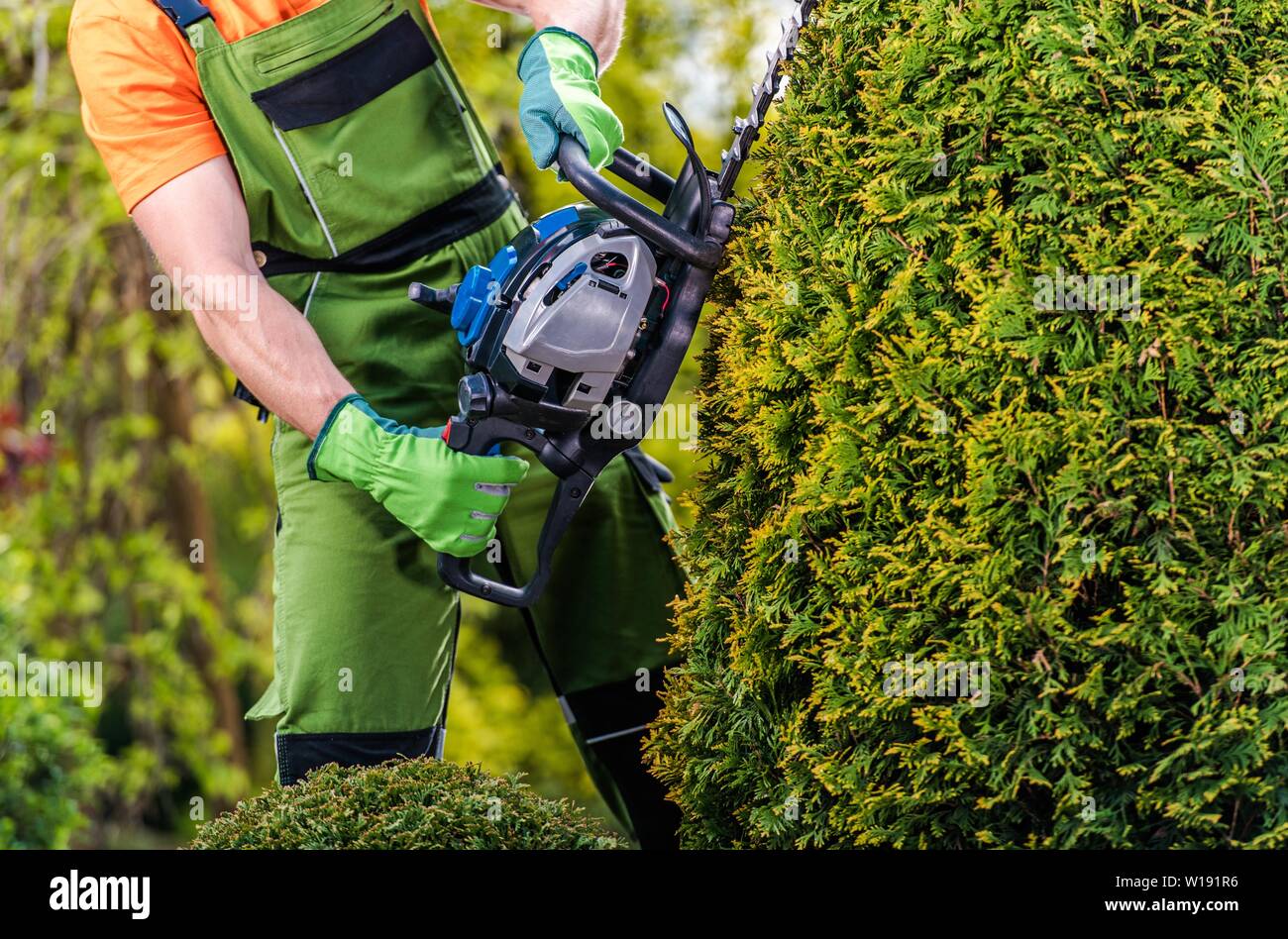 Gardener Topiary Job. Caucasian Men with Gasoline Hedge Trimmer Shaping Thuja in a Garden. Agriculture Theme. Stock Photo