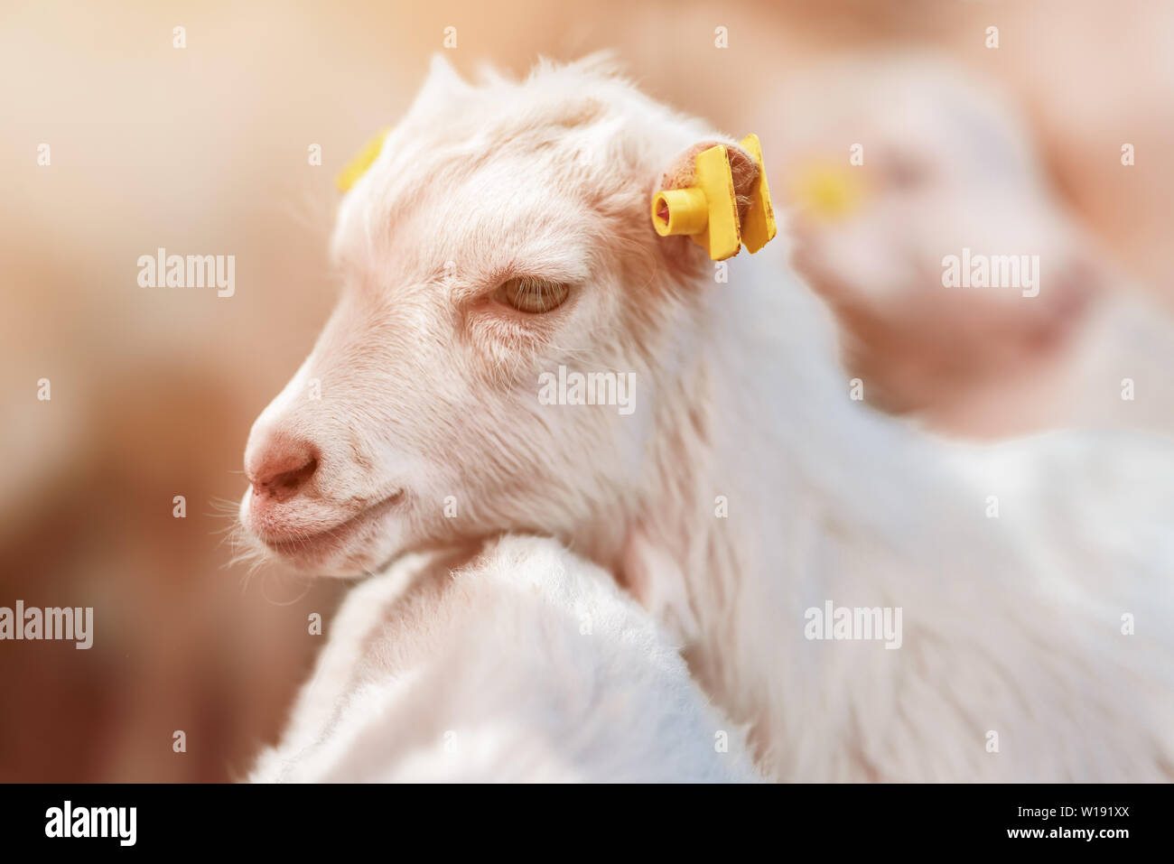 Cute baby goat kid in pen on livestock farm, adorable domestic animal portrait Stock Photo