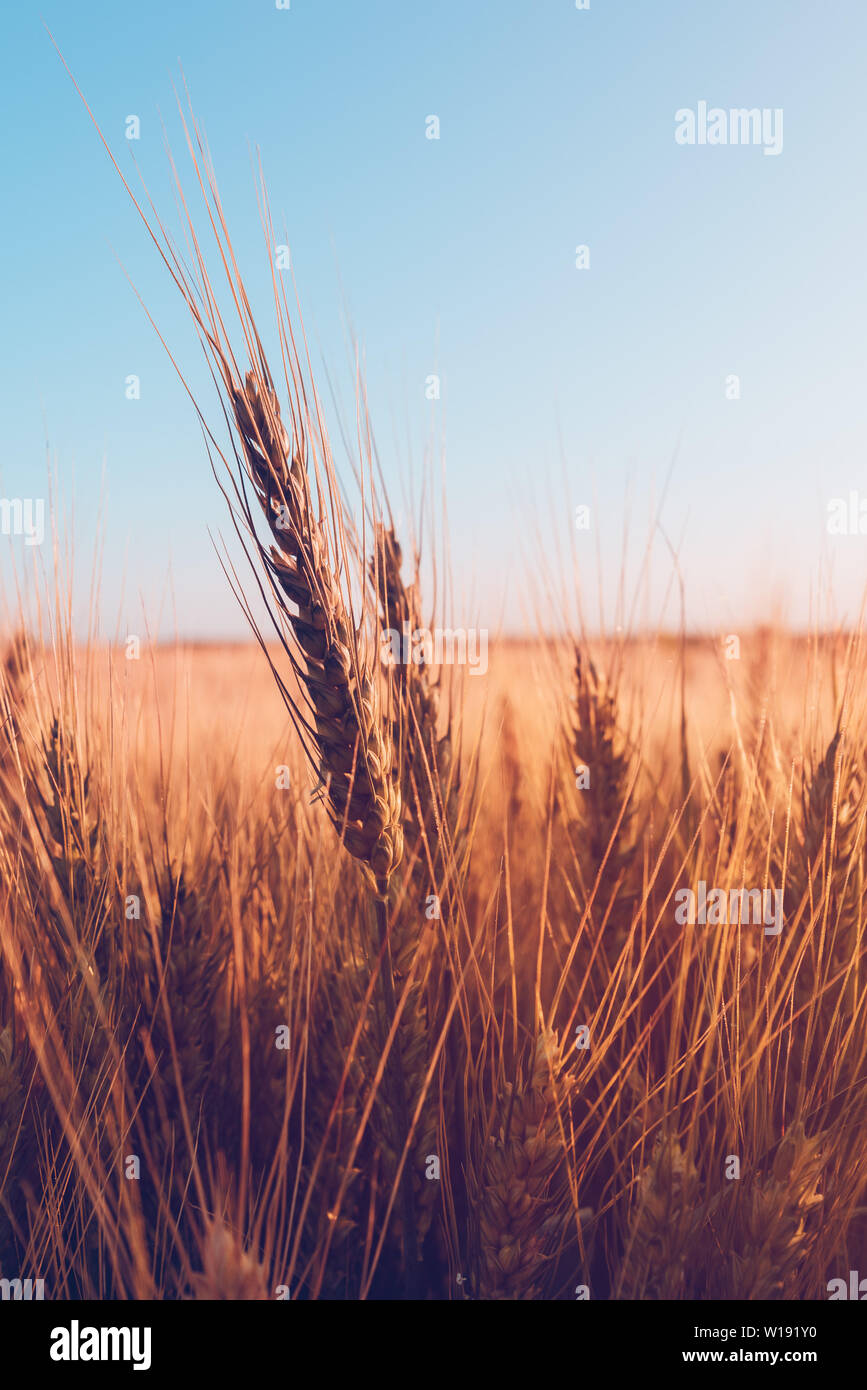 Golden details wheat field hi-res stock photography and images - Alamy